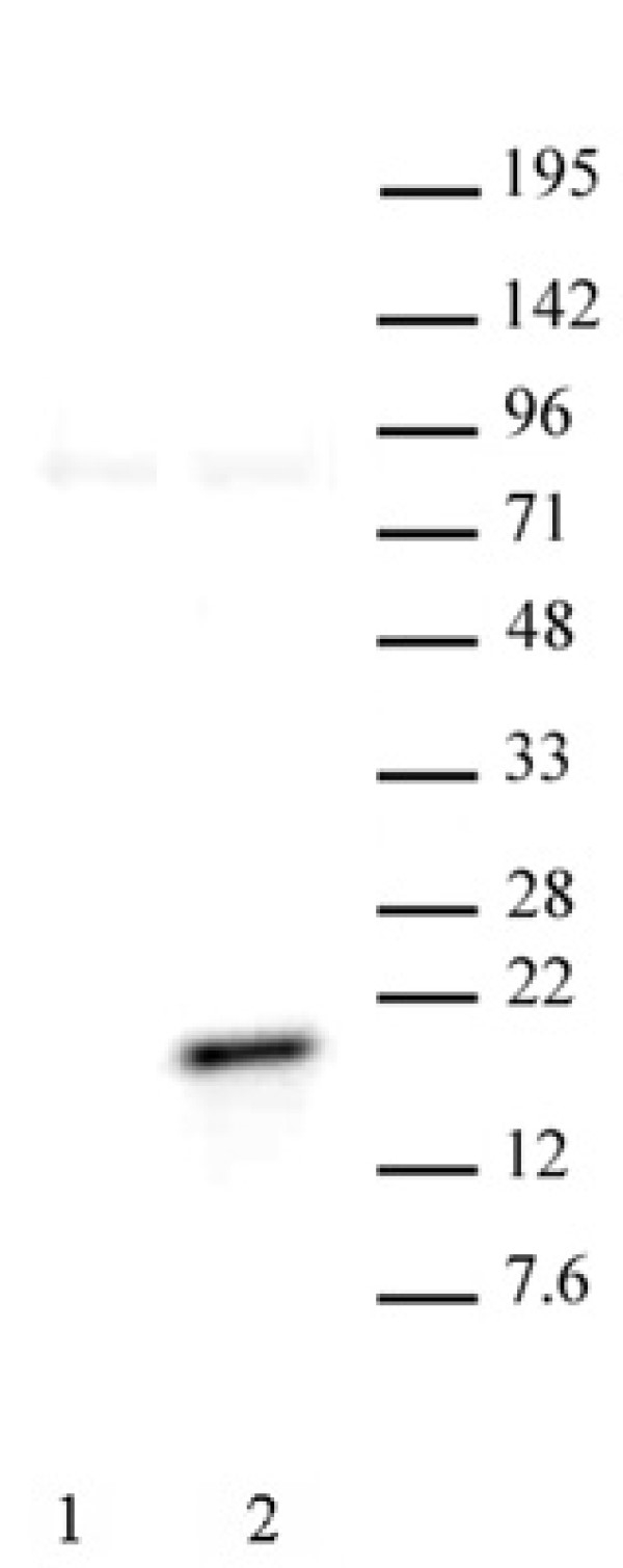 Anti Human Histone H3 (pThr11) Antibody gallery image 1