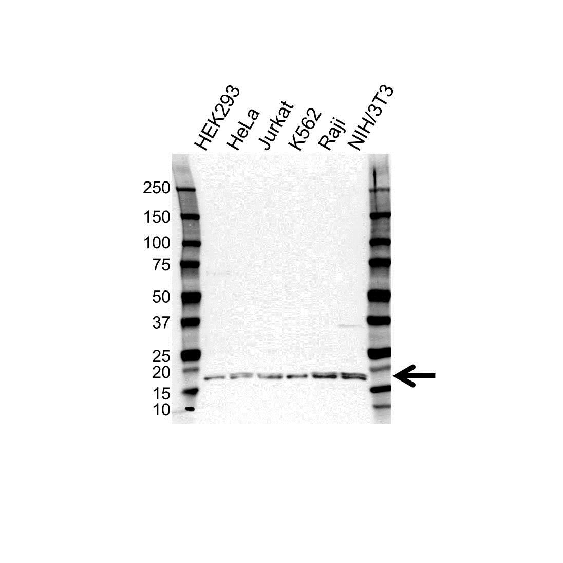 Anti Histone H3F3A Antibody (PrecisionAb Polyclonal Antibody) gallery image 1