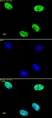 Anti Human Histone H4 (Ac) Antibody thumbnail image 1