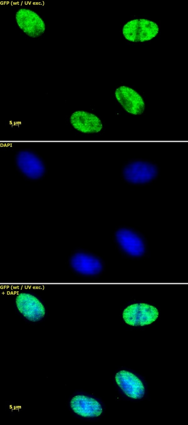 Anti Human Histone H4 (Ac) Antibody gallery image 1