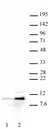 Anti Human Histone H4 (Ac) Antibody thumbnail image 2