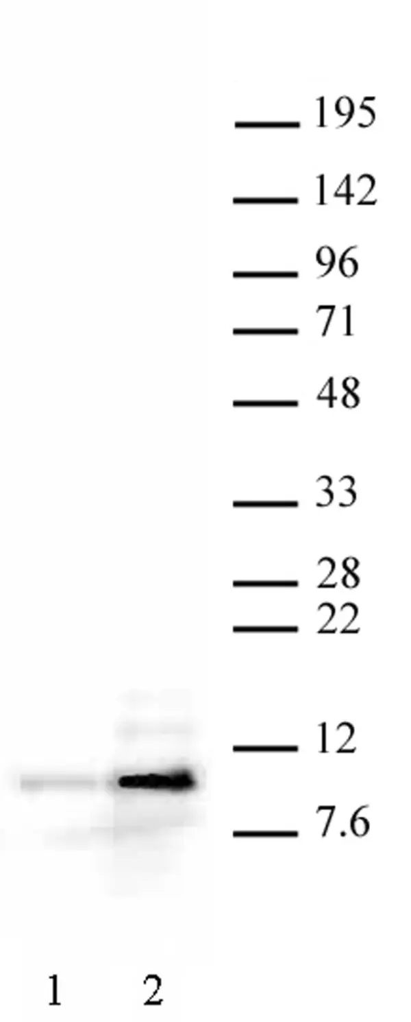 Anti Human Histone H4 (Ac) Antibody gallery image 2