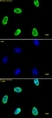 Anti Human Histone H4 (Ac12) Antibody thumbnail image 1