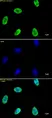 Anti Human Histone H4 (Ac12) Antibody thumbnail image 1