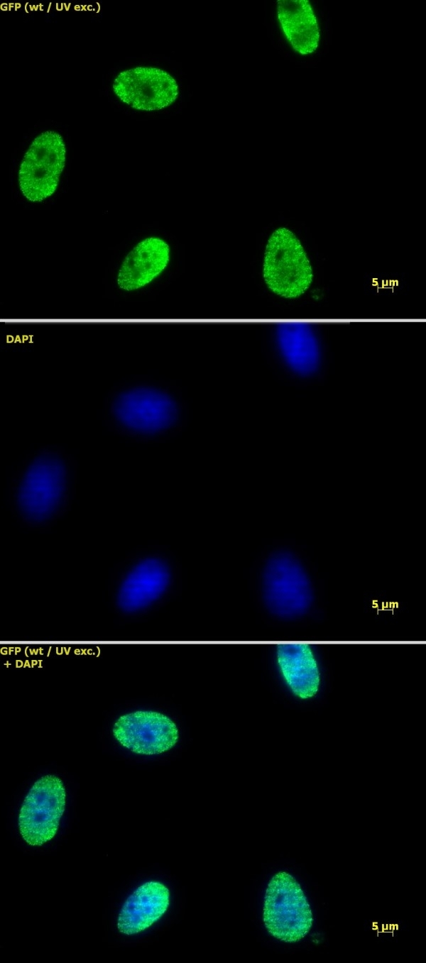 Anti Human Histone H4 (Ac12) Antibody gallery image 1