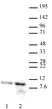 Anti Human Histone H4 (Ac12) Antibody thumbnail image 2