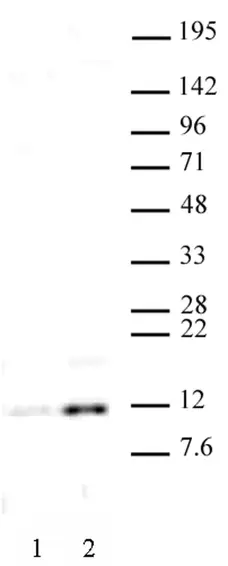 Anti Human Histone H4 (Ac16) Antibody gallery image 1