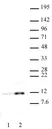 Anti Human Histone H4 (Ac16) Antibody thumbnail image 1