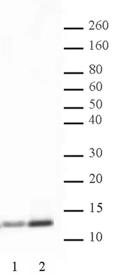 Anti Human Histone H4 (Ac5) Antibody gallery image 1