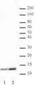 Anti Human Histone H4 (Ac5) Antibody thumbnail image 1