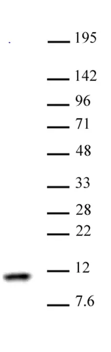 Anti Human Histone H4 Antibody gallery image 1