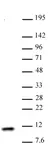 Anti Human Histone H4 Antibody thumbnail image 1