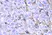 Anti HLA A Antibody thumbnail image 2