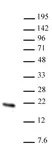 Anti Human HMGN2 Antibody thumbnail image 1