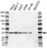 Anti hnRNP A2B1 Antibody (PrecisionAb Polyclonal Antibody) thumbnail image 1