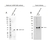 Anti hnRNP A2B1 Antibody (PrecisionAb Polyclonal Antibody) thumbnail image 2