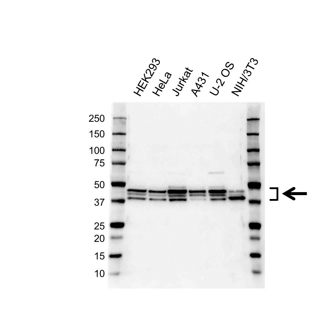 Anti hnRNP D Antibody (PrecisionAb Polyclonal Antibody) gallery image 1