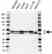 Anti hnRNP D Antibody (PrecisionAb Polyclonal Antibody) thumbnail image 1