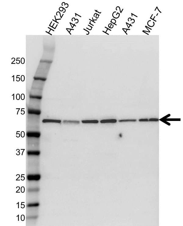 Anti hnRNP L Antibody (PrecisionAb Polyclonal Antibody) gallery image 1