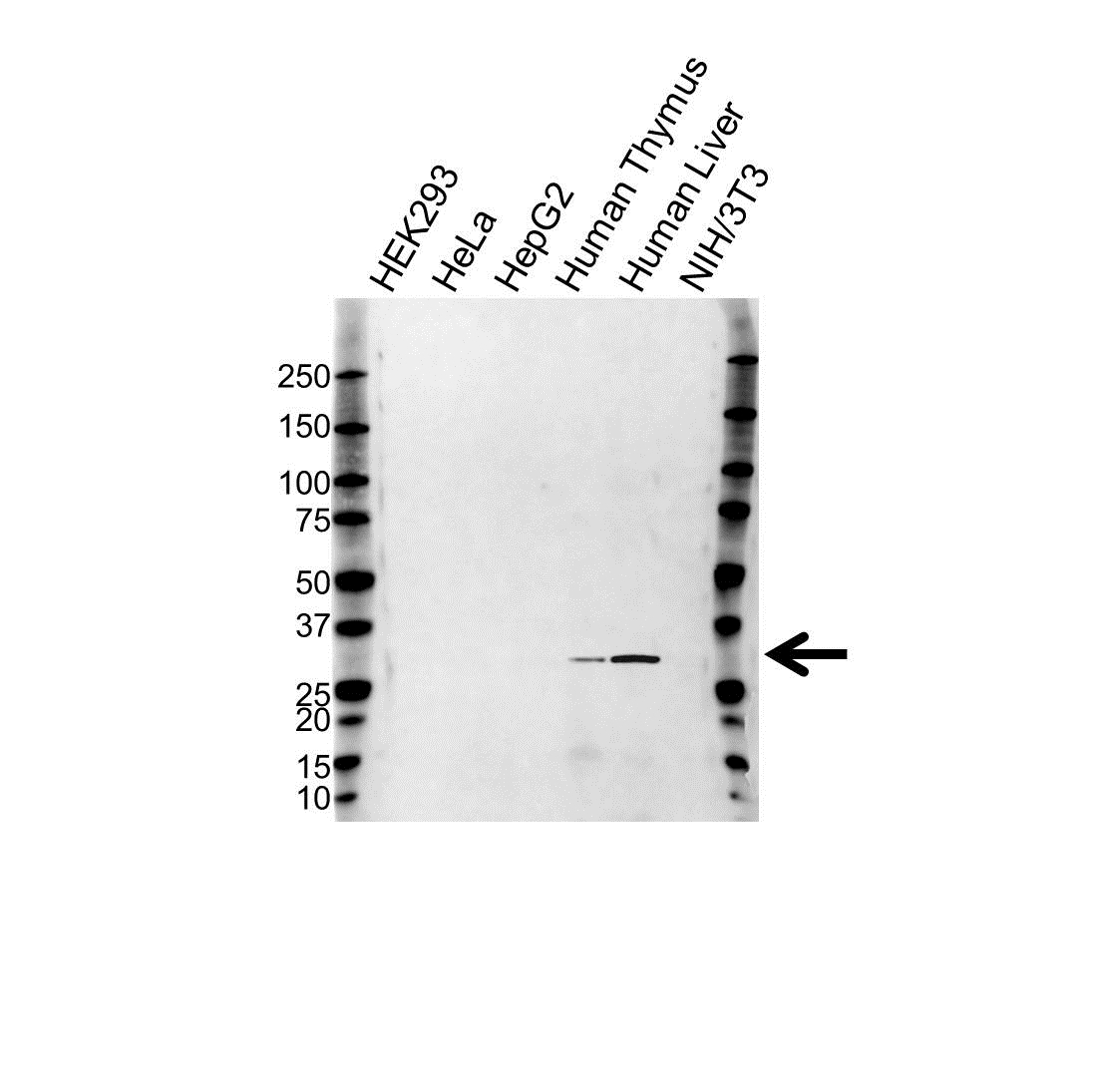 Anti HOXA9 Antibody (PrecisionAb Polyclonal Antibody) gallery image 1