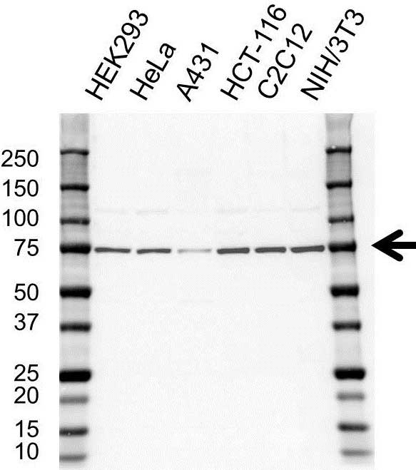 Anti Hsc70 Antibody (PrecisionAb Polyclonal Antibody) gallery image 1