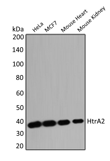 Anti HTRA2 Antibody gallery image 1