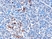 Anti Human IFIH1 (N-Terminal) Antibody thumbnail image 1