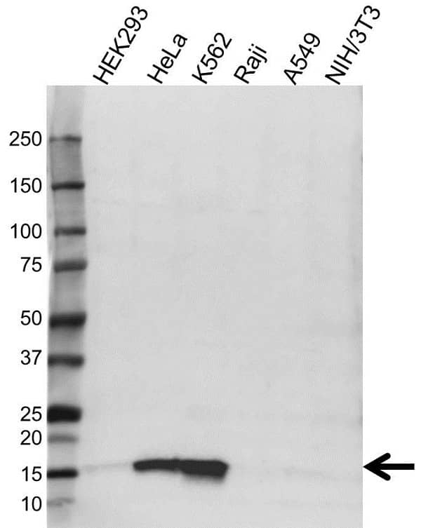 Anti IFITM1 Antibody (PrecisionAb Polyclonal Antibody) gallery image 1