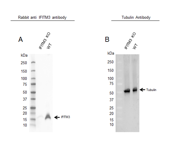 Anti IFITM3 Antibody (PrecisionAb Polyclonal Antibody) gallery image 2