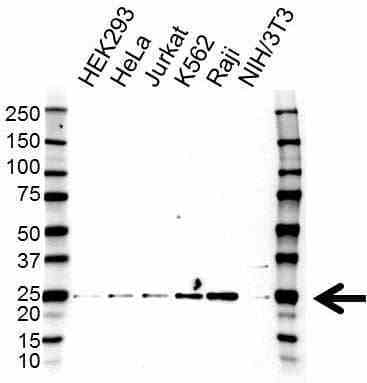 Anti IFN ALPHA10 Antibody (PrecisionAb Polyclonal Antibody) gallery image 1