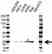 Anti IFN ALPHA10 Antibody (PrecisionAb Polyclonal Antibody) thumbnail image 1
