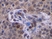 Anti Human Interferon Gamma Antibody thumbnail image 1