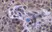 Anti Human Interferon Gamma Antibody thumbnail image 2