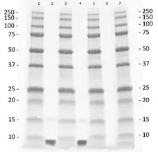 Anti Human Insulin-Like Growth Factor I Antibody gallery image 1