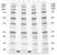 Anti Human Insulin-Like Growth Factor I Antibody thumbnail image 1