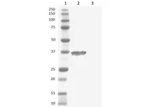  Anti Human IgG (Fc) Antibody : HRP gallery image 1