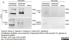 F(ab')2 anti Human IgM Antibody - FITC gallery image 1