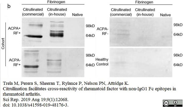 F(ab')2 anti Human IgM Antibody - FITC | Bio-Rad