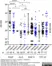 Anti Human IgG/A/M Antibody thumbnail image 4