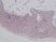 Anti Human Interleukin-1 Alpha Antibody thumbnail image 1