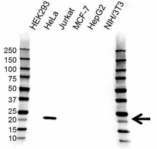 Anti Interleukin-18 Antibody (PrecisionAb Polyclonal Antibody) gallery image 1