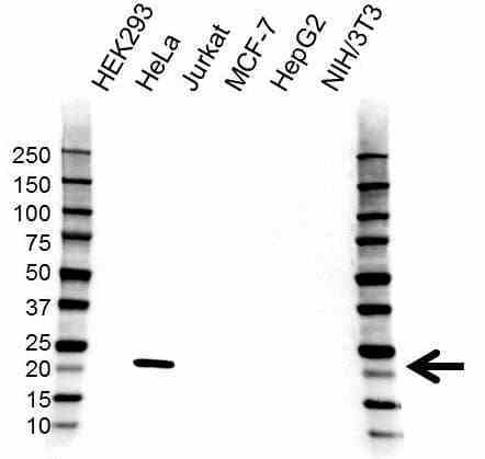 Anti Interleukin-18 Antibody (PrecisionAb Polyclonal Antibody) gallery image 1