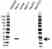 Anti Interleukin-18 Antibody (PrecisionAb Polyclonal Antibody) thumbnail image 1