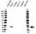 Anti Interleukin-18 Antibody (PrecisionAb Polyclonal Antibody) thumbnail image 1