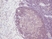 Anti Human Interleukin-2 Antibody thumbnail image 1