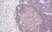 Anti Human Interleukin-2 Antibody thumbnail image 1
