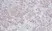 Anti Human Interleukin-2 Antibody thumbnail image 2