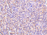 Anti Human IL-27 Receptor Alpha (C-Terminal) Antibody gallery image 2
