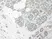 Anti Human Interleukin-33 Antibody thumbnail image 1