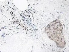 Anti Human Interleukin-33 Antibody gallery image 2